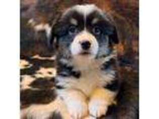 Pembroke Welsh Corgi Puppy for sale in Ribera, NM, USA