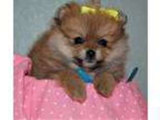 Pomeranian Puppy for sale in Bridgewater, MA, USA