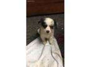 Miniature Australian Shepherd Puppy for sale in Rural Hall, NC, USA