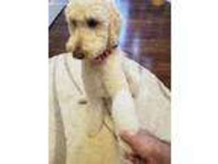 Goldendoodle Puppy for sale in Lake In The Hills, IL, USA