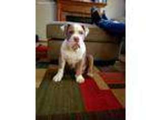 Olde English Bulldogge Puppy for sale in Reynoldsburg, OH, USA