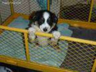 Miniature Australian Shepherd Puppy for sale in West Plains, MO, USA