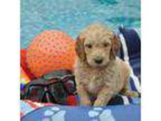 Goldendoodle Puppy for sale in Hanna City, IL, USA