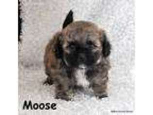 Mutt Puppy for sale in Deepwater, MO, USA