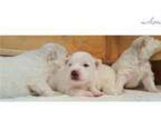 American Eskimo Dog Puppy for sale in Fort Collins, CO, USA