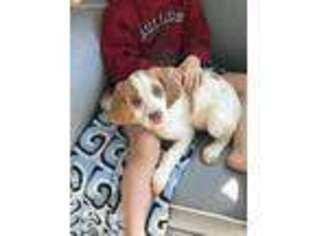Brittany Puppy for sale in Loganville, GA, USA
