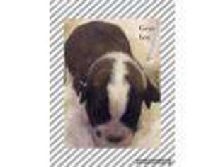 Saint Bernard Puppy for sale in Shelocta, PA, USA