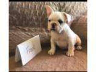 French Bulldog Puppy for sale in Thomas, OK, USA
