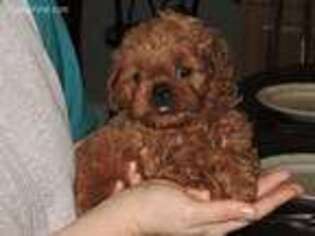 Cavapoo Puppy for sale in Pounding Mill, VA, USA