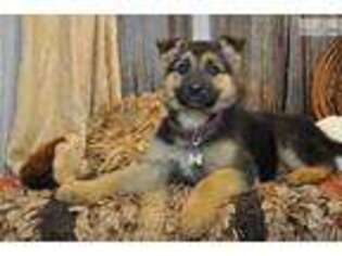 German Shepherd Dog Puppy for sale in Springfield, MO, USA
