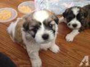 Mutt Puppy for sale in BABYLON, NY, USA