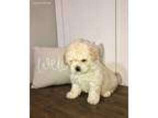 Mutt Puppy for sale in Frankfort, IL, USA