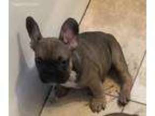 French Bulldog Puppy for sale in Imperial, CA, USA