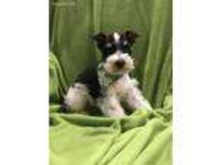 Mutt Puppy for sale in West Branch, IA, USA