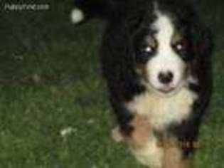 Bernese Mountain Dog Puppy for sale in Girard, IL, USA