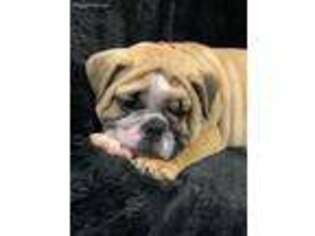 Bulldog Puppy for sale in Rockholds, KY, USA