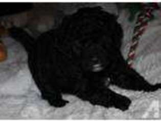 Labradoodle Puppy for sale in BRYAN, OH, USA