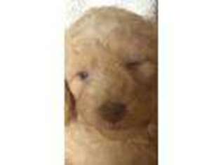 Mutt Puppy for sale in Veneta, OR, USA