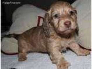 Dachshund Puppy for sale in Spokane, WA, USA