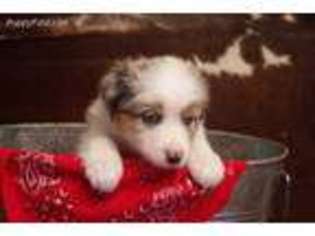 Miniature Australian Shepherd Puppy for sale in Farmington, IA, USA
