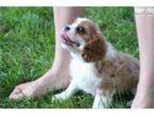 Cavalier King Charles Spaniel Puppy for sale in Pullman, WA, USA