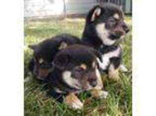 Shiba Inu Puppy for sale in White City, OR, USA