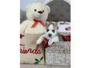 Siberian Husky Puppy for sale in Bridgeton, NJ, USA