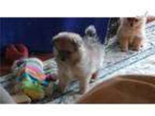 Pomeranian Puppy for sale in Rockford, IL, USA