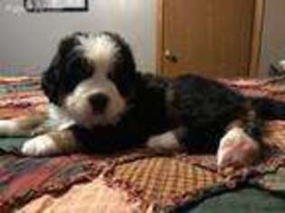 Bernese Mountain Dog Puppy for sale in North Manchester, IN, USA