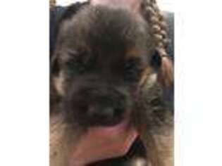 German Shepherd Dog Puppy for sale in Elburn, IL, USA