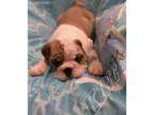 Bulldog Puppy for sale in Worcester, MA, USA