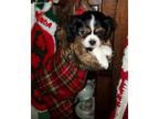 Cavalier King Charles Spaniel Puppy for sale in Palmyra, ME, USA