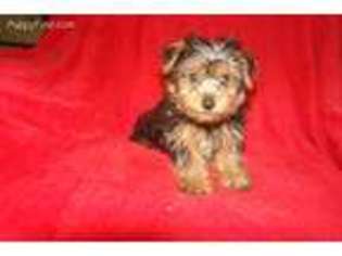 Yorkshire Terrier Puppy for sale in Woodbury, NJ, USA