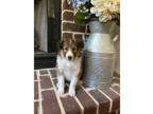 Shetland Sheepdog Puppy for sale in Southaven, MS, USA