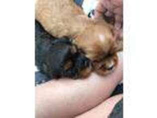 Cavalier King Charles Spaniel Puppy for sale in Effingham, IL, USA