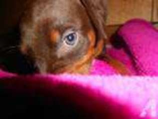 Doberman Pinscher Puppy for sale in TANGENT, OR, USA