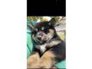 Shiba Inu Puppy for sale in Selma, CA, USA