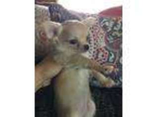 Chihuahua Puppy for sale in Saint Cloud, MN, USA