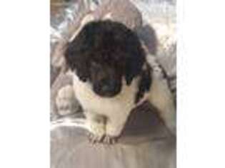 Mutt Puppy for sale in Austin, MN, USA
