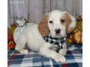 English Setter Puppy for sale in East Palestine, OH, USA