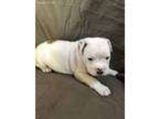 Valley Bulldog Puppy for sale in Plymouth, MA, USA