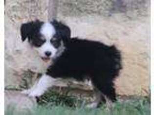 Miniature Australian Shepherd Puppy for sale in Normangee, TX, USA
