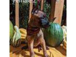Belgian Malinois Puppy for sale in Lynchburg, OH, USA