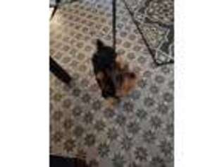 Yorkshire Terrier Puppy for sale in Hermitage, TN, USA
