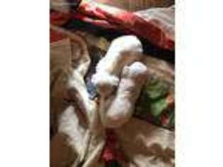Maltese Puppy for sale in Gordon, GA, USA