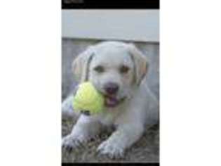 Labrador Retriever Puppy for sale in Sherman, TX, USA