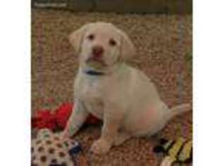 Labrador Retriever Puppy for sale in Flowery Branch, GA, USA