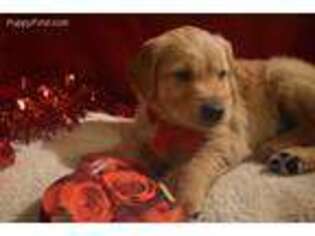 Golden Retriever Puppy for sale in Rathdrum, ID, USA