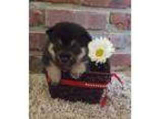 Shiba Inu Puppy for sale in Somerville, TN, USA