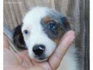Miniature Australian Shepherd Puppy for sale in Alton, MO, USA